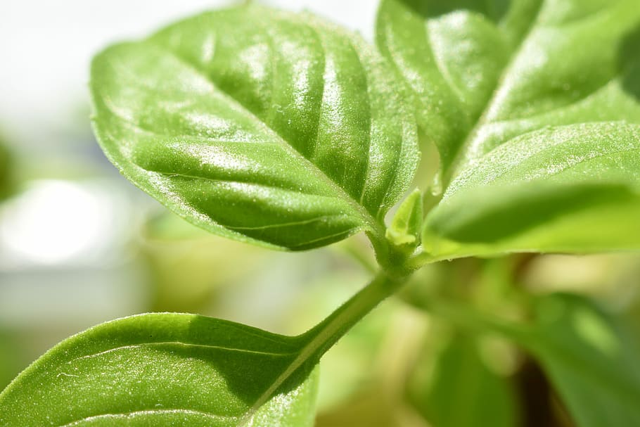 ierburi, busuioc, bucătărie, bucătar, condiment, verde, frunze, Culoarea verde, plantă, natură, a închide, creştere, parte a plantelor, prospeţime, frumusețe în natură, mancare si bautura, selectiv, macro, alimente, nici o persoana, extreme close-up, în aer liber, mediu inconjurator, iarbă, organic, studio shot, puritate, luminos, aproape de, 5K