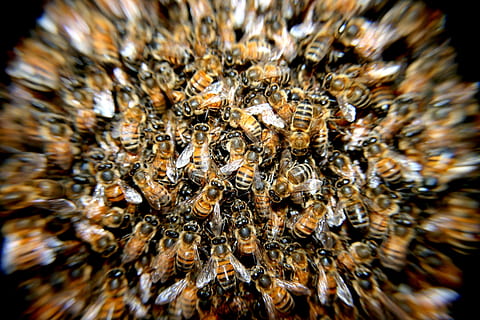 roi, albina, a închide, fotografie, albine, insecte, macro, animale în sălbăticie, animale tematice, insectă, animale sălbatice, nevertebrat, animal, nici o persoana, natură, selectiv, grup mare de animale, grup de animale, zi, frumusețe în natură, albină, în aer liber, model, zoologie, marin, 2K, CC0, domeniu public, fără drepturi de autor