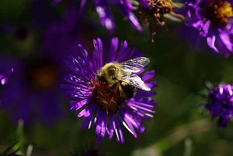 Aster, albină, Violet, natură, flori sălbatice, floare, planta cu flori, plantă, frumusețe în natură, animal, nevertebrat, animale tematice, insectă, un animal, fragilitate, prospeţime, animale în sălbăticie, vulnerabilitate, animale sălbatice, cap de floare, petală, creştere, a închide, polenizare, nici o persoana, polen, 4K, CC0, domeniu public, fără drepturi de autor
