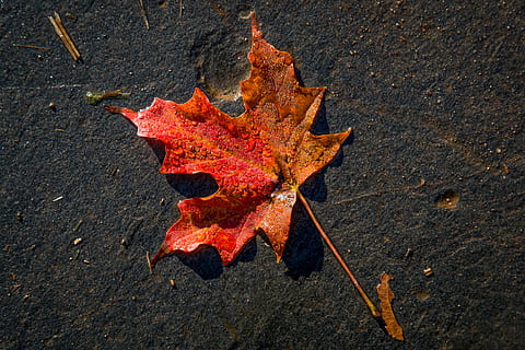 falle, blad, en, natur, dugg, våt, høst, endring, plante del, lønneblad, ingen folk, nærbilde, høy vinkel visning, tørke, rett over, utendørs, rød, dag, oransje farge, skjørhet, faller, sårbarhet, naturlig mønster, vei, blader, naturlig tilstand, 4K, CC0, offentlig domene, opphavsrett gratis