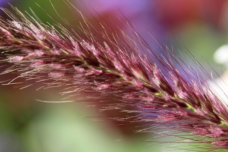 erba, orecchio, pianta, viola, avvicinamento, crescita, natura, nessuno, fragilità, vulnerabilità, bellezza nella natura, fiore, pianta fiorita, messa a fuoco selettiva, giorno, freschezza, concentrarsi sulle conoscenze acquisite, colore rosa, all'aperto, luce del sole, primo piano estremo, macro, morbidezza, testa di fiore, 5K