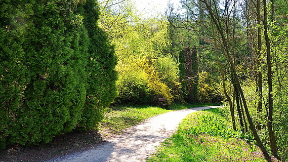 Frühling, Natur, bummeln, Sonnenschein, Baum, Wald, draußen, Sommer-, Fußweg, grüne Farbe, ländliche Szene, Straße, Pflanze, Wachstum, Ruhe, Schönheit in der Natur, keine Leute, ruhige Szene, der Weg nach vorn, Tag, Sonnenlicht, Land, Richtung, Szenen - Natur, Laub, üppiges Laub, Nicht-städtische Szene, 2K, CC0, gemeinfrei, lizenzfrei