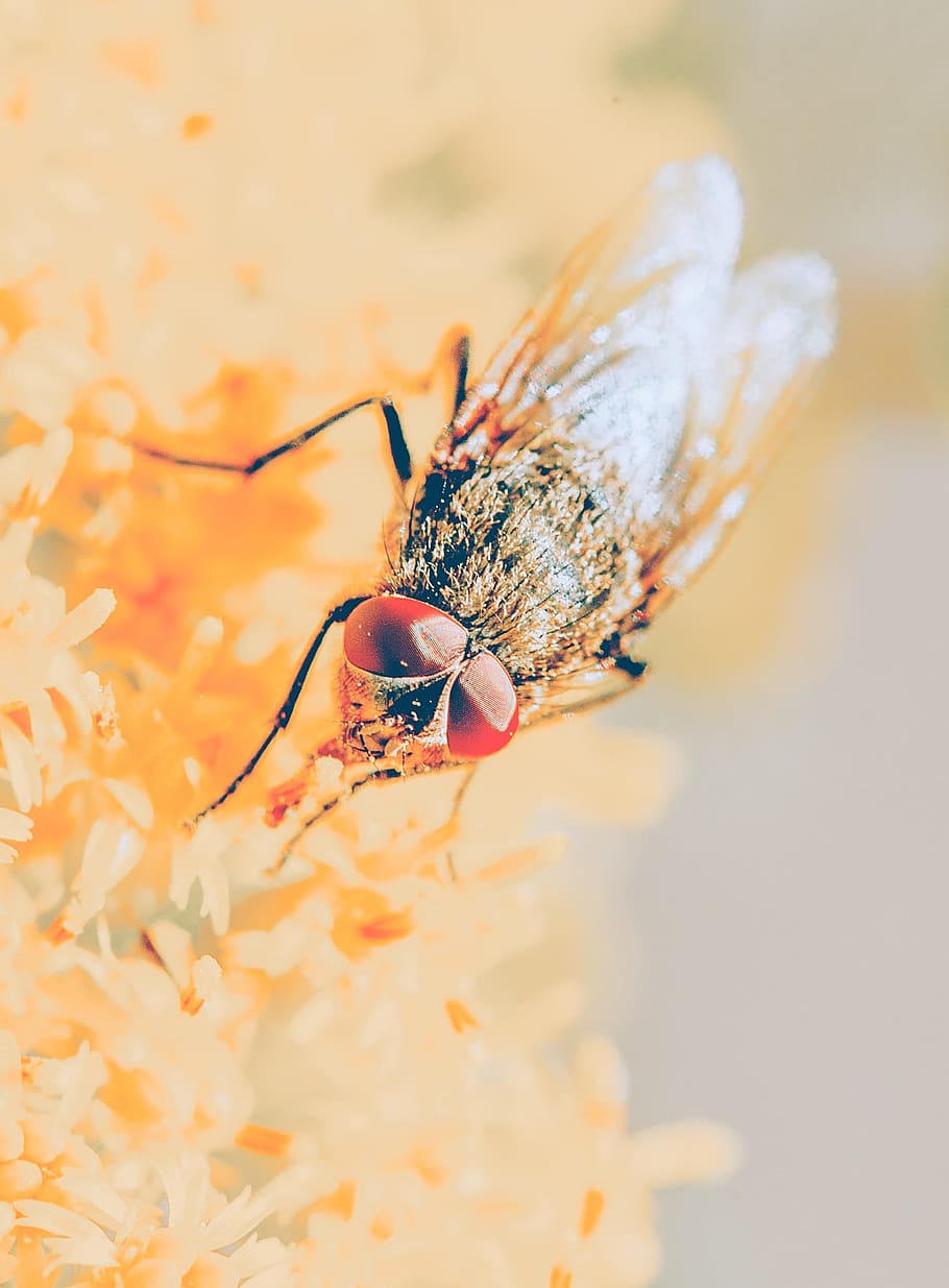 volar, ulls compostos, tancar, naturalesa, insecte, un animal, temes d'animals, animals a la natura, fauna animal, cap gent, invertebrat, animal, primer pla, enfocament selectiu, ala dels animals, dia, flor, planta amb flors, centrar-se en primer pla, part del cos dels animals, fragilitat, vulnerabilitat, a l'aire lliure, polinització, cap de flor, ull d’animals, 1080P