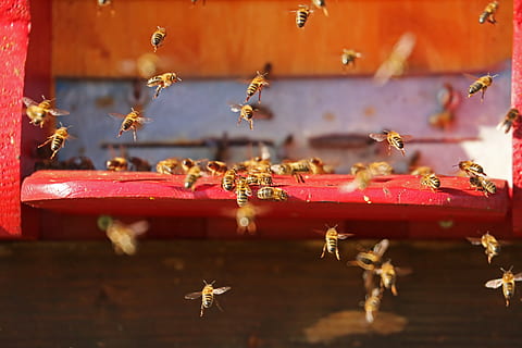 volare, insetti, api, api, volante, insetto, avvicinamento, rosso, natura, nessuno, invertebrato, giorno, temi animali, messa a fuoco selettiva, grande gruppo di animali, concentrarsi sulle conoscenze acquisite, animali allo stato selvatico, gruppo di animali, fauna selvatica, animale, legno - materiale, all'aperto, Ape, bellezza nella natura, 5K, CC0, dominio pubblico, privo di copyright
