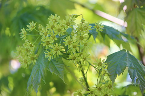 maple, tree, blossom, bloom, spring, plant, growth, leaf, plant part, green color, beauty in nature, nature, close-up, no people, day, freshness, selective focus, flower, flowering plant, focus on foreground, outdoors, fragility, tranquility, vulnerability, 5K, CC0, public domain, royalty free