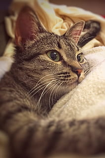 perak, kucing betina, kucing, putih, pakaian, relaksasi, kucing berbaring, ketenangan, tema binatang, satu binatang, hewan, kucing rumahan, lokal, mamalia, licik, hewan peliharaan, binatang lokal, merapatkan, kumis, bertulang belakang, fokus selektif, dalam ruangan, tidak ada orang, tempat tidur, bagian tubuh hewan, kepala hewan, mata binatang, 2K, CC0, domain publik, bebas royalti