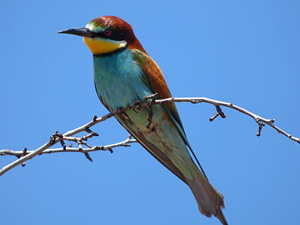 rot, Blau, Grün, Kurzschnabelvogel, Stehen, Ast, Bienenesser, Abellerol, Merops Apiaster, Himmel, Vogel, Vögel, wildes Leben, animalia, Natur, Tierthemen, Tierwelt, Tier, Tiere in freier Wildbahn, ein Tier, Wirbeltier, hocken, Baum, Flachwinkelansicht, Tag, keine Leute, klarer Himmel, Zweig, Eisvogel, draußen, 4K, CC0, gemeinfrei, lizenzfrei