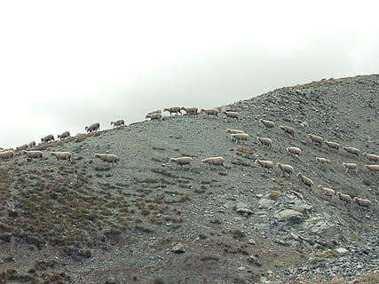 animals, hill, sheep, nature, sky, land, day, no people, sea, scenics - nature, rock, solid, rock - object, tranquility, beauty in nature, environment, landscape, beach, tranquil scene, water, outdoors, cloud - sky, mountain, 2K, CC0, public domain, royalty free