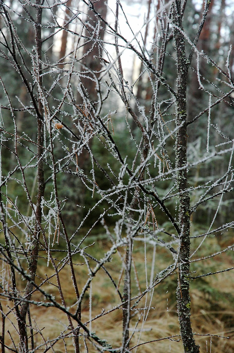rime, branques, bedoll, arbre, fusta, bedoll, arbre, tardor, finlandès, bosc, fred, gelades, naturalesa, paisatge, arbres, foto de la natura, dia, branques gelades, hivern, arbre nu, temperatura de fred, planta, centrar-se en primer pla, cap gent, branca, primer pla, tranquil·litat, a l'aire lliure, neu, terra, marc complet, bellesa a la natura, congelat, planta morta, 2K