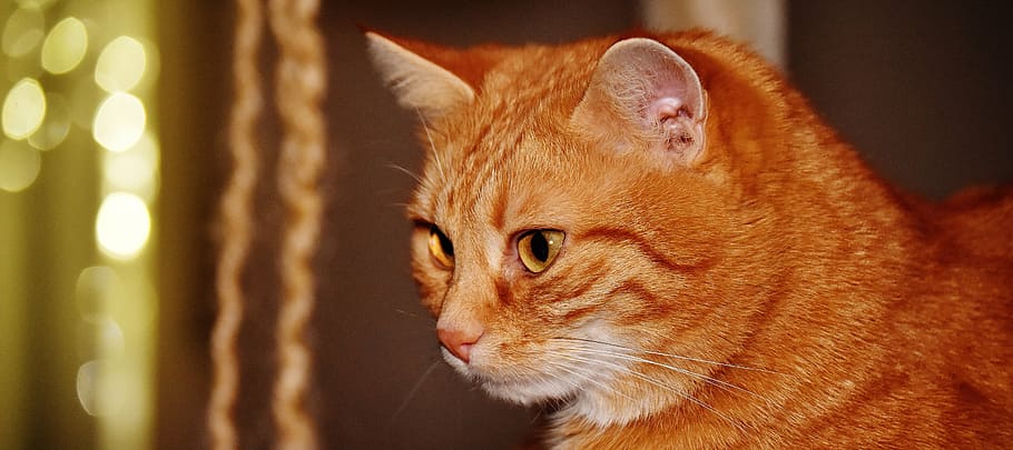 gato, rojo, gracioso, linda, caballa, Tigre, dulce, mimoso, animal, Gato domestico, piel, mundo animal, mascota, adidas, Cara de gato, gato joven, juguetón, tabby caballa roja, gatito, gato rojo, Ojos de gato, un animal, mascotas, animales domesticos, temas de animales, felino, adentro, mirando a la cámara, retrato, nadie, mamífero, nacional, de cerca, parte del cuerpo del animal, bigotes, vertebrado, mirando, centrarse en primer plano, color naranja, Gato anaranjado, ojo de animal, 5K