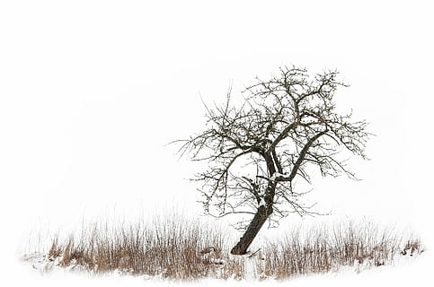 træ, eng, vinter, kold temperatur, sne, bare træ, Mark, plante, natur, miljø, jord, ro, skønhed i naturen, ikke-urbane scene, himmel, scenics - natur, landskab, rolig scene, afdeling, ingen mennesker, udendørs, isolerede, sner, 2K, CC0, offentligt domæne, royaltyfrie