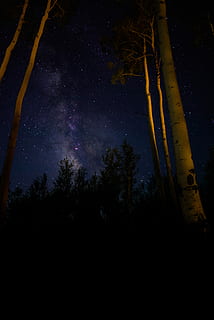 Basso, foto ad angolo, bianca, tronchi d'albero, cielo notturno, foresta, cielo, pieno, stelle, notte, buio, albero, luce, viola, giallo, stella, via Lattea, pianta, bellezza nella natura, silhouette, nessuno, scenics - natura, la tranquillità, scena tranquilla, Inquadratura dal basso, natura, crescita, terra, idilliaco, stella - spazio, tronco d'albero, tronco, 5K, CC0, dominio pubblico, privo di copyright