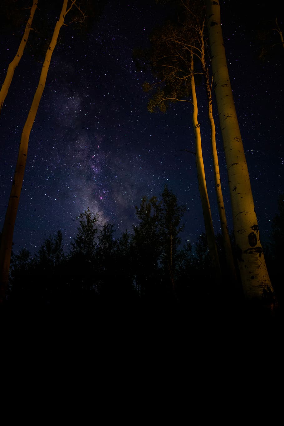 Basso, foto ad angolo, bianca, tronchi d'albero, cielo notturno, foresta, cielo, pieno, stelle, notte, buio, albero, luce, viola, giallo, stella, via Lattea, pianta, bellezza nella natura, silhouette, nessuno, scenics - natura, la tranquillità, scena tranquilla, Inquadratura dal basso, natura, crescita, terra, idilliaco, stella - spazio, tronco d'albero, tronco, 5K