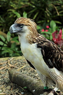 kalju kotka, Eagles, davao kotka, kalju kotkia, kotka, yksi eläin, eläinten teemoja, lintu, eläimen kehon osa, eläinten villieläimet, eläin, selkärankainen, eläimiä, keskittyä etualalle, petolintu, lähikuva, päivä, ei ihmisiä, luonto, kasvi, näköinen, katse pois, nokka, ulkona, sivukuva, perching, 2K, CC0, public domain, rojaltivapaa