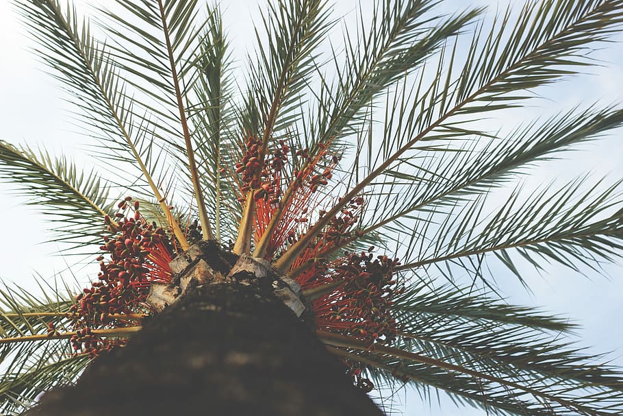 verde, palmier arbore copac, scăzut, angel photography, palmier, copac, închide, nucă de cocos, natură, plajă, frunze, Barcelona, plantă, creştere, vedere unghiulară joasă, climat tropical, frumusețe în natură, zi, în aer liber, data de palmier, ramură, nici o persoana, cer, liniște, frunza de palmier, parte a plantelor, lumina soarelui, a închide, Brad, conifer, copac tropical, 5K