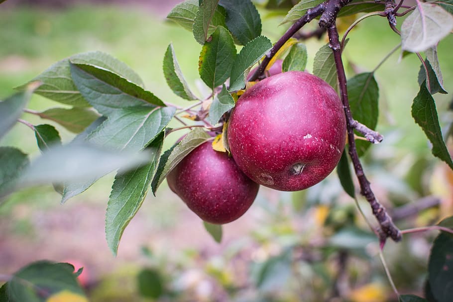 Apfelbaum, fallen, Obst, Apfel, Baum, Herbst, Ernte, Obstgarten, Apfelplantage, roter Apfel, Natur, Apfel - Frucht, Blatt, Lebensmittel, reif, Ast, Landwirtschaft, rot, Frische, grüne Farbe, gesundes Essen, organisch, draußen, Nahansicht, Essen und Trinken, Jahreszeit, keine Leute, Pflanze, Wachstum, Wohlbefinden, Pflanzenteil, Fokus auf den Vordergrund, Obstbaum, Tag, 4K
