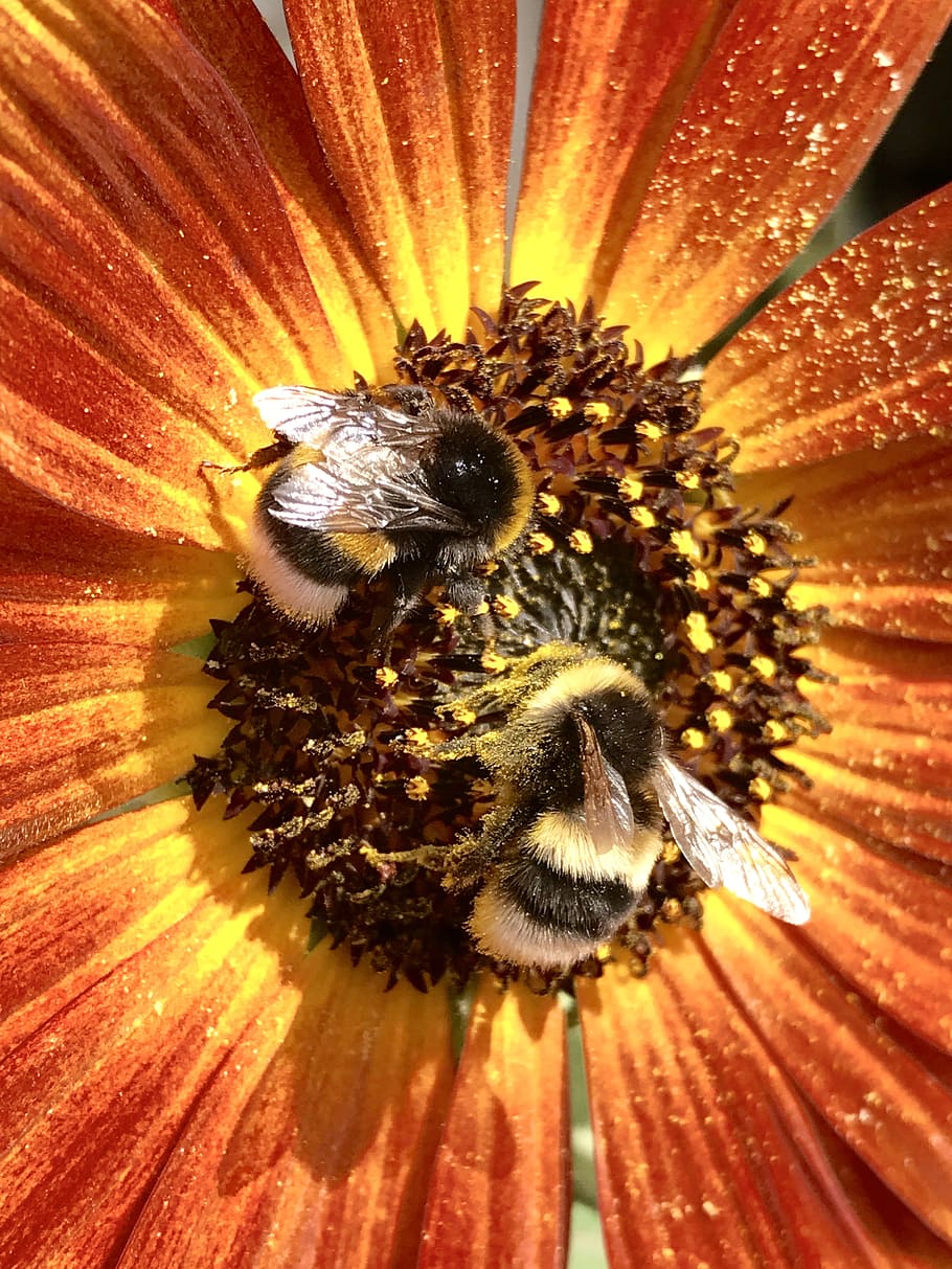 hummel, humlebier, Bourdon, bi, bier, blomst, natur, have, tæt, haven blomst, sommer, plante, planer, blomstre, flor, forår, blomsterhave, gul, insekt, haven blomster, kronblade, gul blomst, smuk, makro, lilla, grøn, lyserød, blomstrende plante, hvirvelløse, dyre temaer, skønhed i naturen, dyr i naturen, kronblad, dyreliv, friskhed, blomsterhoved, skrøbelighed, dyr, tæt på, sårbarhed, et dyr, blomsterstand, vækst, bestøvning, pollen, ingen mennesker, humlebi, honningbi, udendørs, 4K