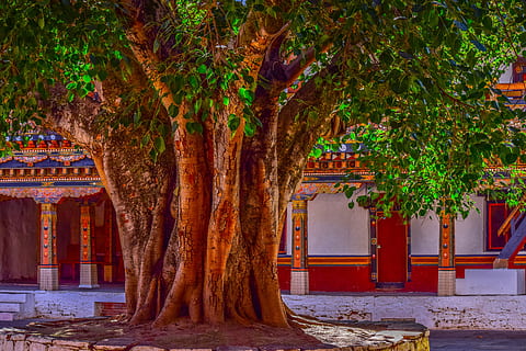 close-up foto, groen, boom, Banyan Tree, schors, grote boom, binnenplaats, waringin, natuur, oud, fabriek, hout, romp, natuurlijk, botanisch, tempel, traditioneel, takken, structuur, religie, groei, seizoen, architectuur, ingebouwde structuur, dag, geen mensen, boomstam, buitenkant van het gebouw, buitenshuis, deel van de plant, herfst, gebouw, architectonische kolom, blad, rood, schoonheid in de natuur, verandering, treelined, 5K, CC0, publiek domein, royaltyvrij