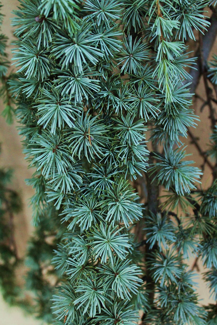 pi, arbre plorant, verd, agulles de pi, branques, de fulla perenne, naturalesa, branques penjants, hàbitat natural, arbre natiu, Nou Mèxic, paisatge, disseny del paisatge, arbre de nou mèxic, paisatge a l'aire lliure, disseny de jardí, paisatge de jardí, idees paisatgístiques creatives, arbres del pati del darrere, ambar avalona, color verd, arbre, creixement, planta, cap gent, centrar-se en primer pla, bellesa a la natura, arbre de coníferes, agulla - part de la planta, primer pla, dia, branca, a l'aire lliure, marc complet, fons, pinàcies, tranquil·litat, vista d’angle baix, avet, 4K