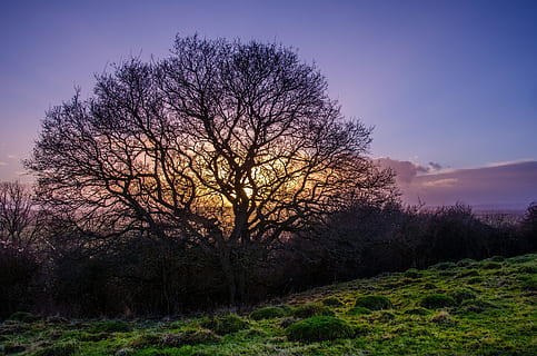 tre, vita, d'oro, ora di fondo, ora d'oro, sfondo, tramonto, albero, ombra, paesaggio, ramo, natura, bellezza, albero nudo, all'aperto, Paesaggi, pianta, cielo, bellezza nella natura, terra, la tranquillità, scenics - natura, campo, scena tranquilla, ambiente, nessuno, silhouette, scena non urbana, crescita, 4K, CC0, dominio pubblico, privo di copyright