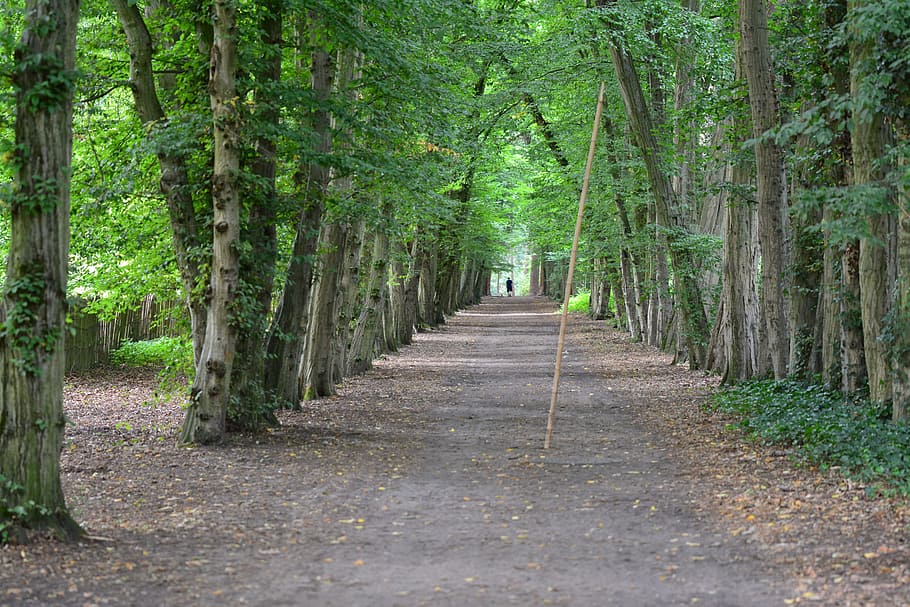copaci, mers pe jos, pădure, peisaj, verde, drumeții, parc, copac, natură, parcuri, bulevard, plantă, direcţie, calea de urmat, teren, trunchi de copac, zi, trompă, creştere, liniște, cărare, Culoarea verde, diminuarea perspectivei, frumusețe în natură, nici o persoana, în aer liber, consecutiv, treelined, lung, 5K