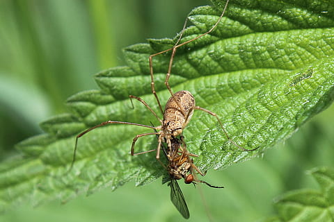 ragno, preda, cacciatore, macro, vicino, catturato, insetto, aracnidi, ragno con preda, foresta, mangiare, natura, invertebrato, colore verde, parte vegetale, temi animali, fauna selvatica, avvicinamento, foglia, un animale, animale, animali allo stato selvatico, pianta, concentrarsi sulle conoscenze acquisite, nessuno, bellezza nella natura, giorno, all'aperto, messa a fuoco selettiva, ala animale, farfalla - insetto, 2K, CC0, dominio pubblico, privo di copyright