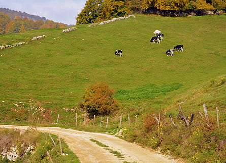 silnice, hora, výlet, kráva, stádo, prato, bovino, zvířat, krávy, hospodářských zvířat, pastvina, podzim, evropské cesty, e5, méně, Itálie, domácí zvířata, rostlina, savec, zvíře, domácí, tráva, domácí mazlíčci, skupina zvířat, přistát, pole, životní prostředí, dobytek, Příroda, krajina, obratlovců, zelená barva, krása v přírodě, nikdo, venku, býložravý, 5K, CC0, veřejná doména, bez autorských práv