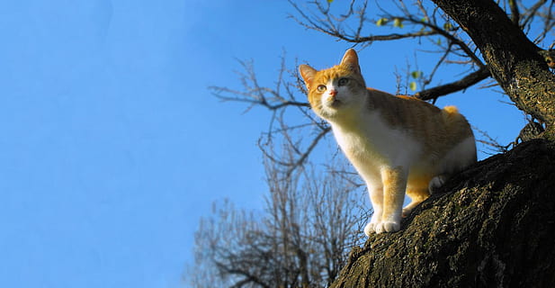Katze, Kater, Baum, ein Tier, Blau, Flachwinkelansicht, Tierwelt, draußen, Tierthemen, Tier, Säugetier, Pflanze, Natur, Himmel, Ast, keine Leute, Wirbeltier, Tiere in freier Wildbahn, klarer Himmel, Tag, Kofferraum, Baumstamm, suchen, kahler Baum, 1080P, CC0, gemeinfrei, lizenzfrei