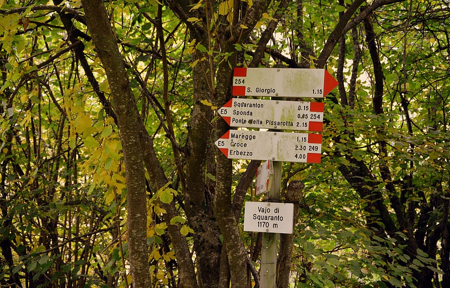 senyals, excursió, bosc, indicacions, el camí europeu, e5, lessinia, Itàlia, arbre, comunicació, planta, text, signe, informació, guió occidental, signe d'informació, creixement, orientació, dia, cap gent, guió, script no occidental, naturalesa, senyal d'advertència, branca, color verd, terra, a l'aire lliure, missatge, 5K