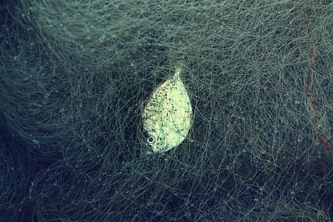 fisk, net, grå dyrefisk, fanget, sammenfiltrede, fangst, fishnet, fiskeri, ocean, goa, strand, død, liv, jagt, ingen mennesker, høj vinkel visning, natur, dag, tæt på, jord, udendørs, dyreliv, græs, plante, dyr, hav, vand, dyre temaer, fiskenet, dyr i naturen, skal, fiskeindustrien, 4K, CC0, offentligt domæne, royaltyfrie