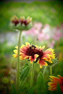 blomst, behandle, bestøvning, farver, bi, insekt, makro, natur, have, sommer, pollen, blomstrende plante, skrøbelighed, sårbarhed, plante, friskhed, skønhed i naturen, vækst, kronblad, blomsterhoved, blomsterstand, tæt på, dag, ingen mennesker, fokus på forgrunden, selektiv fokusering, jord, hvirvelløse, udendørs, 5K, CC0, offentligt domæne, royaltyfrie