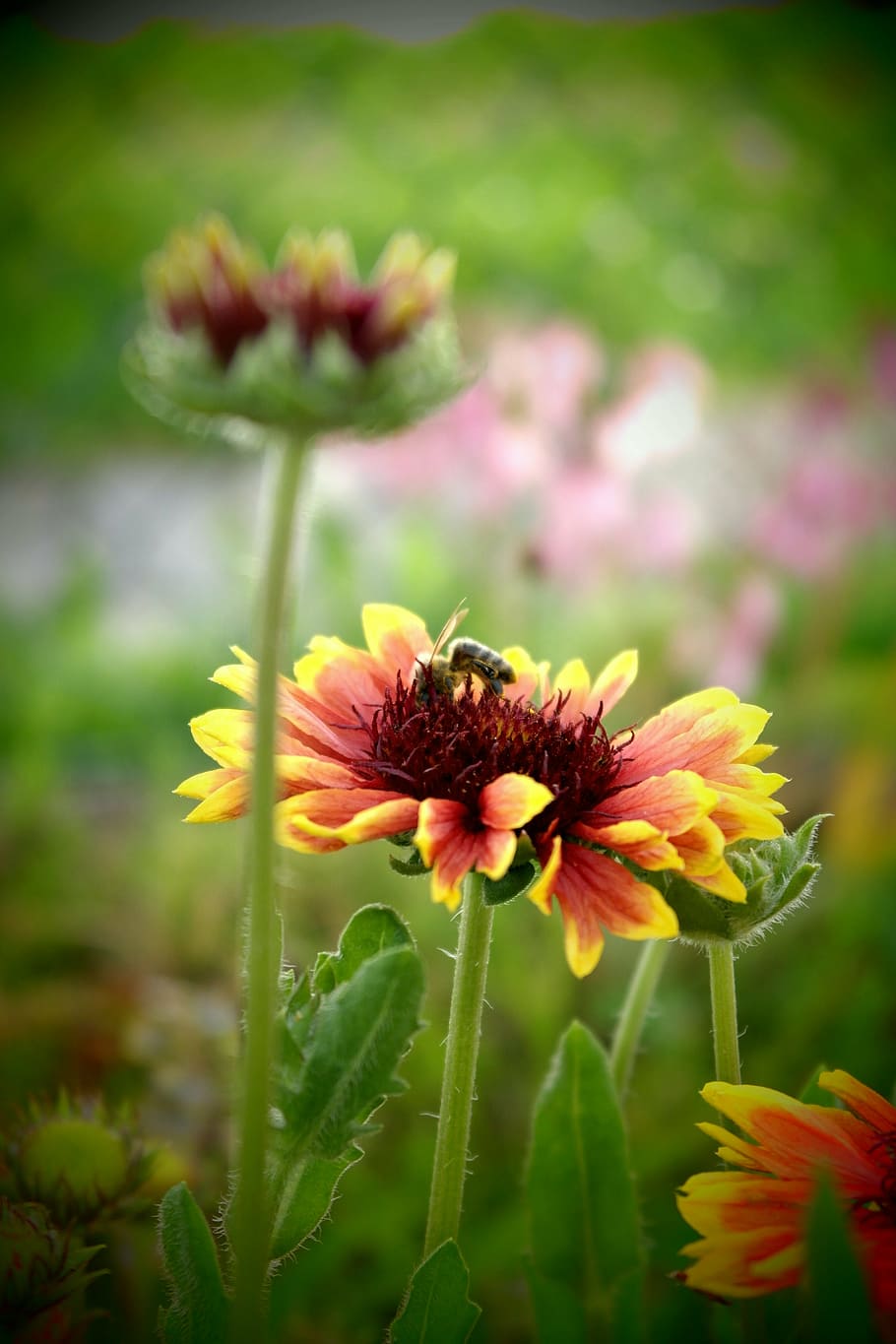 fiore, processi, impollinazione, colori, ape, insetto, macro, natura, giardino, estate, polline, pianta fiorita, fragilità, vulnerabilità, pianta, freschezza, bellezza nella natura, crescita, petalo, testa di fiore, infiorescenza, avvicinamento, giorno, nessuno, concentrarsi sulle conoscenze acquisite, messa a fuoco selettiva, terra, invertebrato, all'aperto, 5K