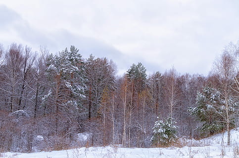 las, śnieg, Chmura, zimowy, zimowy las, drzewa, Natura, drzewo, śnieżna zima natura, sosna, krajobraz, Rosja, piękny, zimowy krajobraz, Oddział, cień, zimna temperatura, roślina, scenics - natura, środowisko, wylądować, niebo, spokojna scena, chmura - niebo, scena pozamiejska, spokój, piękno natury, biały kolor, żadnych ludzi, drzewo iglaste, lasy sosnowe, na dworze, lesisty teren, wiecznie zielone drzewo, klimat, 4K, CC0, domena publiczna, darmowe zdjęcia