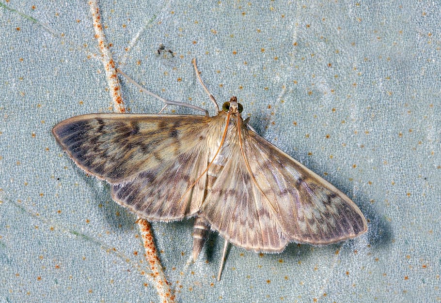 tancar, foto, marró, arna, macro, insecte, lepidòpters, invertebrat, ratlles, a l'aire lliure, pirralida, un animal, temes d'animals, primer pla, fauna animal, cap gent, animals a la natura, papallona - insecte, fragilitat, naturalesa, animal, directament a sobre, vista d’angle alt, ala dels animals, zoologia, bellesa a la natura, part del cos dels animals, a l'interior, dia, 5K