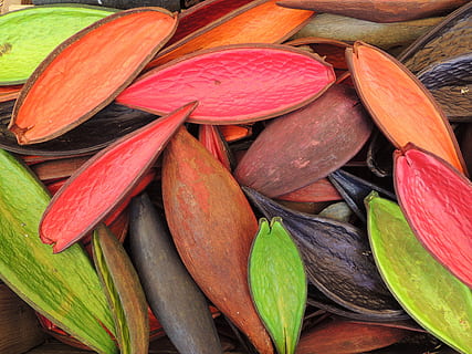 bunch, cacao shells, colored, shell, nature, pattern, decoration, food and drink, food, freshness, healthy eating, still life, wellbeing, no people, vegetable, high angle view, close-up, red, indoors, slice, choice, variation, green color, day, large group of objects, fruit, raw food, 4K, CC0, public domain, royalty free