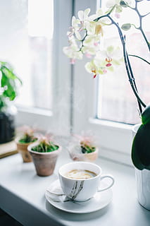 cup, coffee, morning, Cup of coffee, in the morning, drink, breakfast, cafe, cappucino, espresso, table, flower, indoors, window, no People, home Interior, tea - Hot Drink, coffee - Drink, vase, day, plant, flowering plant, freshness, nature, food and drink, mug, potted plant, focus on foreground, beauty in nature, close-up, coffee cup, crockery, flower head, flower arrangement, 4K, CC0, public domain, royalty free