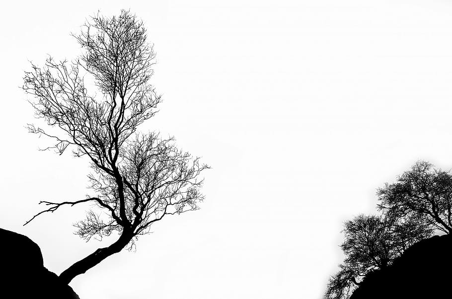 fotografia de silueta, arbres, arbre, hivern, branca, aïllat, esquema, blanc, estacional, caducifoli, corba, nit, negre blanc, duresa, dibuix, negre, silueta de l'arbre, forma, temporada, fusta, col · lecció, disseny, color, planta, conjunt, silueta, naturalesa, color negre, cel, arbre nu, cel clar, còpia espai, tranquil·litat, a l'aire lliure, bellesa a la natura, dia, cap gent, vista d’angle baix, escenics - natura, escena tranquil·la, creixement, solitud, 1080P