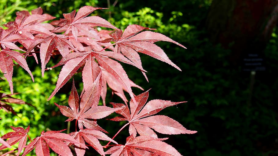 palmell clon, fullatge, vermell, arbre, naturalesa, plantes ornamentals, macro, colors, clon, full, flor, dia, centrar-se en primer pla, planta, primer pla, a l'aire lliure, tardor, part de la planta, canvi, cap gent, creixement, fulla d'auró, bellesa a la natura, fulles, fragilitat, vulnerabilitat, arbre d'auró, tranquil·litat, condició natural, marró, caure, 4K