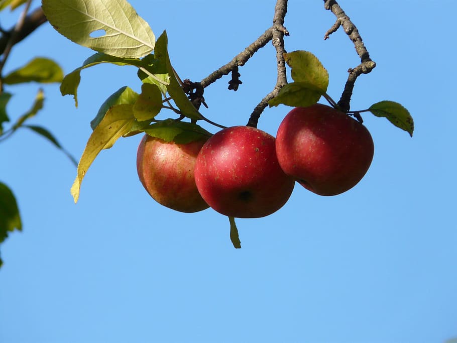niedrig, Winkel Fotografie, drei, rot, Apfelfrüchte, rot, obst, Apfelbaum, Ernte, Apfel, Obst, Herbst, Vitamine, frisch, gesund, reif, köstlich, Lebensmittel, Nährstoffe, auswählen, Obstgarten, Essen und Trinken, Baum, gesundes Essen, Frische, Wohlbefinden, Apfel - Frucht, Natur, Pflanze, Wachstum, Himmel, Blatt, Ast, Pflanzenteil, Obstbaum, Flachwinkelansicht, keine Leute, draußen, 2K