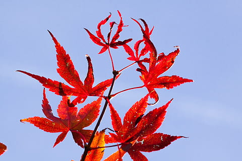 maple, tardor, fulla, vermell, fulles, tardor, full, vermell, fulles, coloració, brillant, color de la tardor, colorit, naturalesa, llum de fons, Japó, fulla d'auró, cel, blau, cap gent, bellesa a la natura, planta, part de la planta, canvi, primer pla, creixement, dia, color taronja, a l'aire lliure, vista d’angle baix, color vibrant, tranquil·litat, condició natural, 4K, CC0, domini públic, lliure de regalies