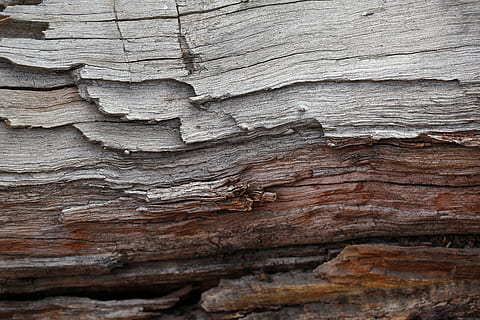 brown, gray, tree trunk, gray tree, barks, trees, wood, wood - Material, nature, backgrounds, pattern, tree, textured, rough, close-up, abstract, material, cracked, plank, timber, old, striped, full frame, no people, day, natural pattern, outdoors, built structure, architecture, solid, geology, weathered, wood grain, 5K, CC0, public domain, royalty free