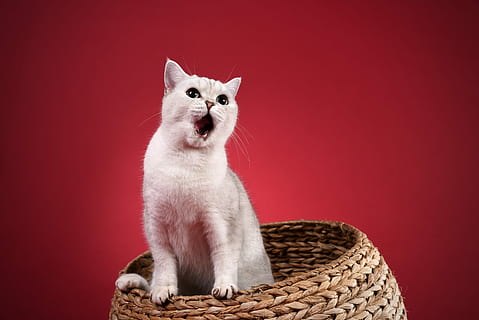 blanc, chat, panier en osier, animaux domestiques, mammifère, thèmes animaux, national, animal, un animal, chat domestique, félin, rouge, séance, expression du visage, vertébré, prise de vue en studio, mignonne, personne, bouche ouverte, bouche, couleur blanche, moustache, bouche d'animal, 5K, CC0, domaine public, libre de droits