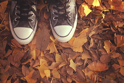 Foto, person, iført, low-top sneakers, stempling, ahorn, blade, lav, top, kondisko, ahorn blade, efterår, sko, blad, udendørs, natur, gul, Brun, farvebillede, menneskelige fod, ingen mennesker, indendørs, tæt på, dag, plante del, lave om, tør, høj vinkel visning, lavt afsnit, par, plante, direkte over, stilleben, 1080P, CC0, offentligt domæne, royaltyfrie