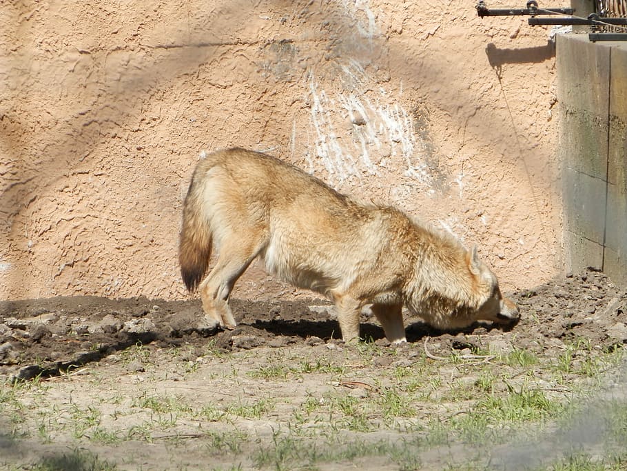 šedý vlk, zoo, vlk, zvíře, savec, zvířata ve volné přírodě, volně žijících živočichů, Příroda, zvířat, jednoho zvířete, nikdo, obratlovců, domácí zvířata, hospodářských zvířat, tráva, stojící, den, pole, přistát, venku, rostlina, boční pohled, zemědělství, býložravý, 2K