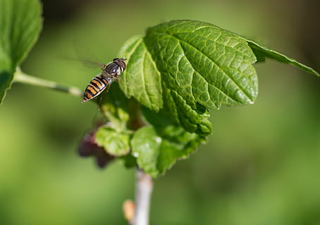 blomsterfluer, pollinator, insekt, dyr i naturen, virvelløse, dyreliv, plante del, dyr, blad, dyre temaer, ett dyr, nærbilde, grønn farge, anlegg, fokusere på forgrunnen, natur, dag, skjønnhet i naturen, ingen folk, vekst, utendørs, dyrfløyen, 4K, CC0, offentlig domene, opphavsrett gratis