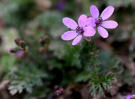 flower, wild, pink, tiny, plant, nature, flowering plant, freshness, beauty in nature, petal, vulnerability, fragility, growth, close-up, flower head, pink color, inflorescence, purple, selective focus, no people, day, outdoors, botany, springtime, small, 2K, CC0, public domain, royalty free