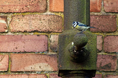 oiseau, tuyau de drainage, mur, brique, mur de briques, thèmes animaux, la faune des animaux, animaux à l'état sauvage, construction de murs, animal, personne, vertébré, un animal, journée, fermer, architecture, se concentrer sur le premier plan, en plein air, structure construite, se percher, rouge, 2K, CC0, domaine public, libre de droits