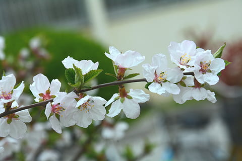 grande, foglia, asciutto, ciliegia, fiore, primavera, ciliegina secca a foglia larga, fragilità, fiorire, Colore bianco, bellezza nella natura, pianta fiorita, pianta, freschezza, vulnerabilità, crescita, albero, avvicinamento, petalo, natura, giorno, ramo, concentrarsi sulle conoscenze acquisite, nessuno, infiorescenza, testa di fiore, fiore di ciliegio, all'aperto, polline, ciliegio, morbidezza, 5K, CC0, dominio pubblico, privo di copyright