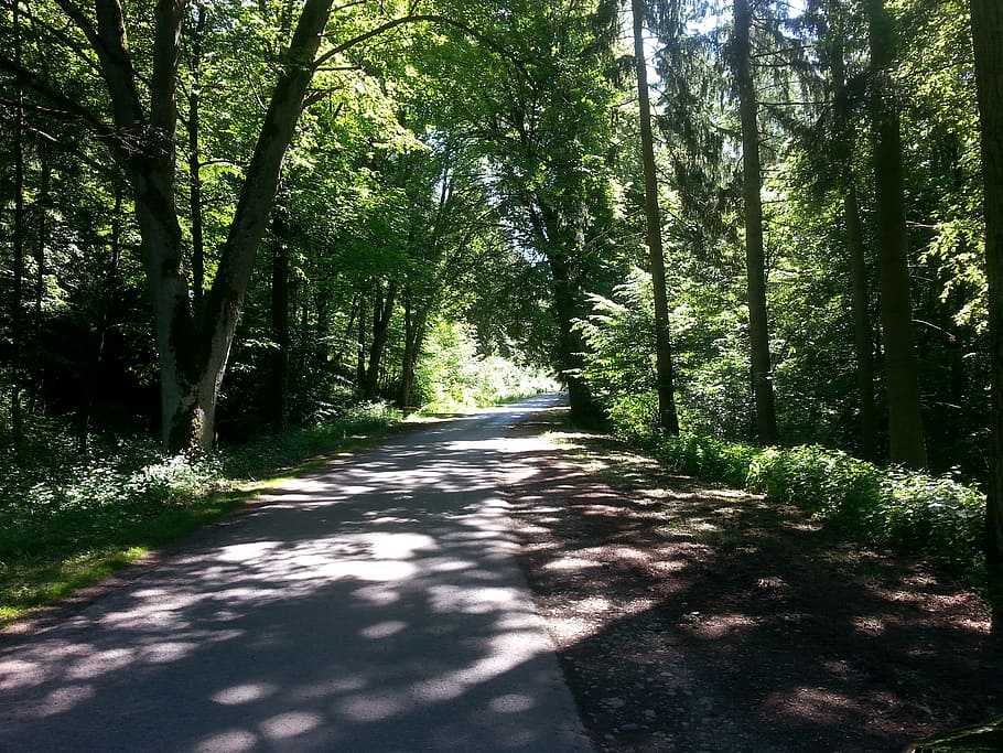 bosc, camí forestal, carretera, atmosfera, humor, naturalesa, arbre, a l'aire lliure, estiu, paisatge, color verd, sendera, llum solar, planta, direcció, el camí a seguir, creixement, tranquil·litat, bellesa a la natura, terra, dia, ombra, transport, cap gent, escena tranquil·la, perspectiva decreixent, tronc de l'arbre, llarg, bambú - planta, 2K