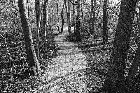 sentiero, foresta, alberi, tronchi, snello, paesaggio, alberi spogli, inverno, foresta invernale, albero, pianta, terra, tronco, la tranquillità, tronco d'albero, natura, bosco, scena tranquilla, giorno, nessuno, crescita, scena non urbana, bellezza nella natura, scenics - natura, all'aperto, la strada davanti, albero nudo, pista, 5K, CC0, dominio pubblico, privo di copyright